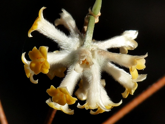 {Edgeworthia papyrifera}